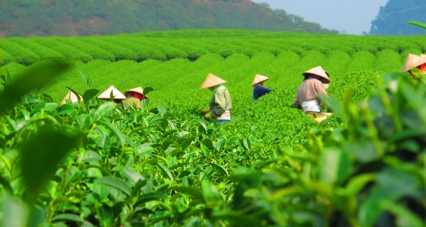 用科學(xué)說話春茶是否存在農(nóng)藥超標(biāo)問題？用農(nóng)藥殘留速測儀一測究竟！