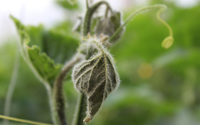 用病毒檢測儀為植物查明“病因”(植物病害檢測儀可以檢測哪些?) 用病毒檢測儀為植物查明“病因”(植物病害檢測儀可以檢測哪些?)