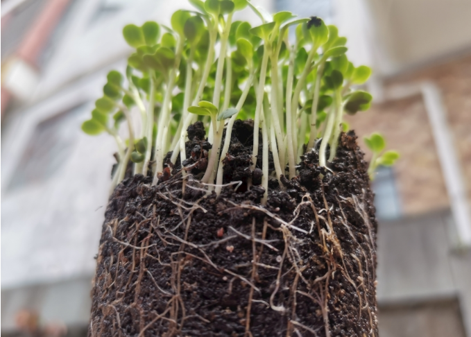 根系分析儀是什么?植物根系掃描系統(tǒng)可測量范圍介紹 根系分析儀是什么?植物根系掃描系統(tǒng)可測量范圍介紹