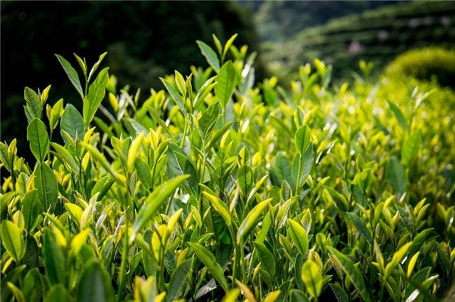 長興雨潤荼葉生產(chǎn)地配置農(nóng)藥殘留檢測儀提升茶葉銷售市場 長興雨潤荼葉生產(chǎn)地配置農(nóng)藥殘留檢測儀提升茶葉銷售市場