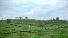 茶葉農(nóng)殘檢測(cè)儀檢測(cè)南寧萬古茶園茶葉農(nóng)殘 茶葉農(nóng)殘檢測(cè)儀檢測(cè)南寧萬古茶園茶葉農(nóng)殘