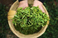 食品檢測儀器設備助力提升采摘春茶品質(zhì) 食品檢測儀器設備助力提升采摘春茶品質(zhì)